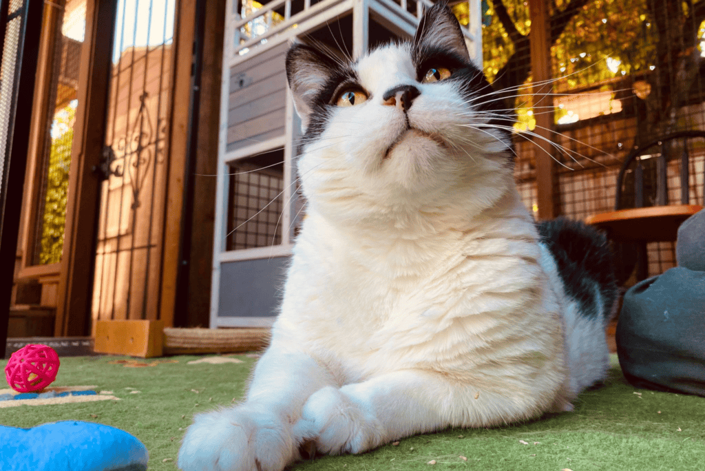 Cat looking toward the camera in a home environment