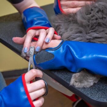 Close view of a feline claw during routine care