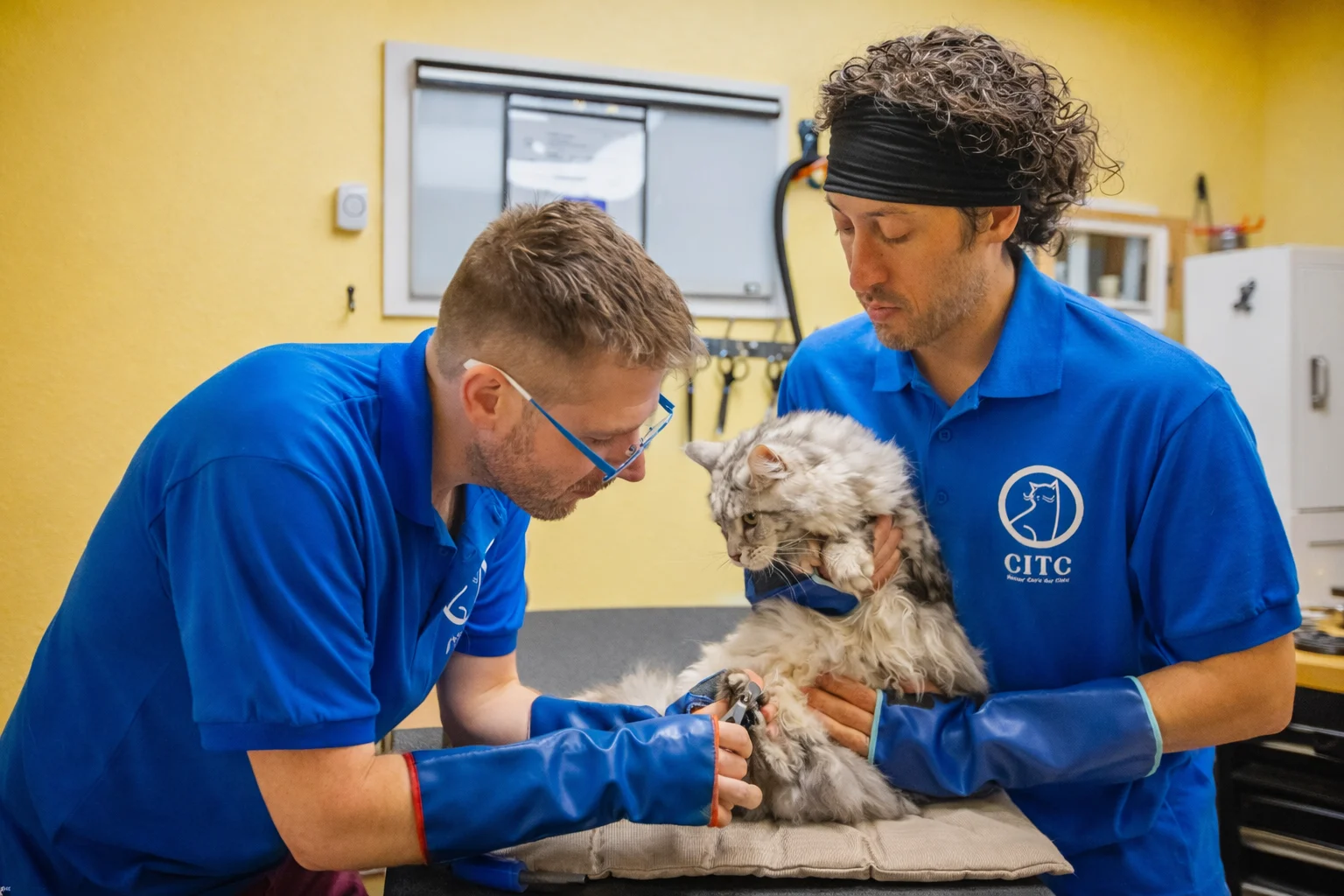 Two Cats in the City practitioners working together during feline care