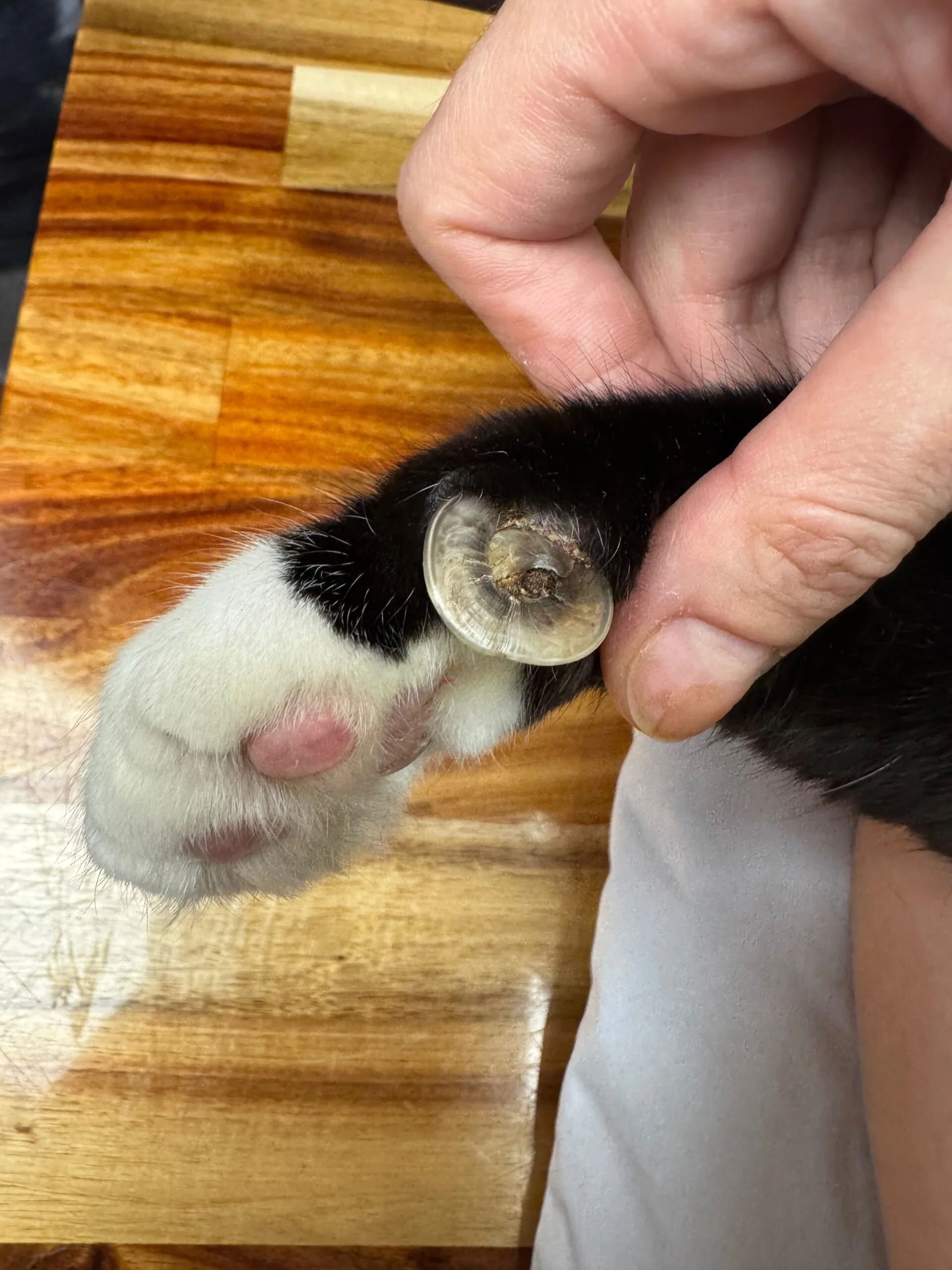 A severely curved feline claw forming a loop near the paw